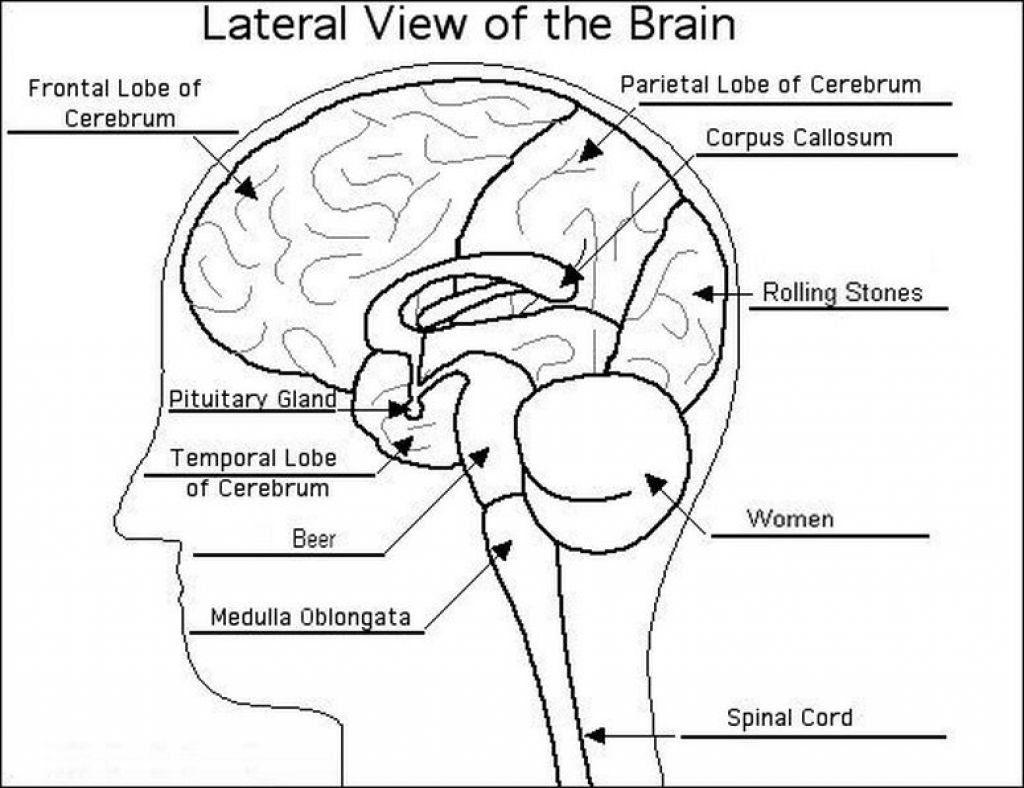Drawing Of The Brain With Labels at GetDrawings | Free ...