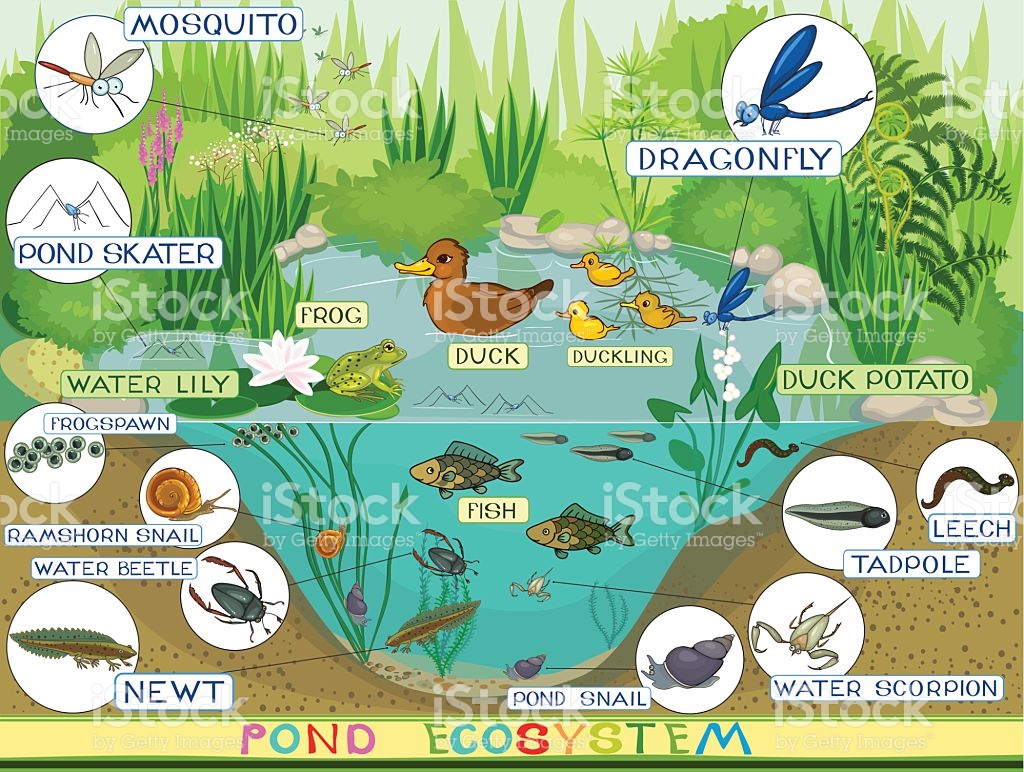 Ecosystem Drawing With Labels at GetDrawings | Free download