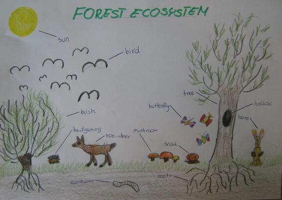 Ecosystem Drawing With Labels at GetDrawings | Free download