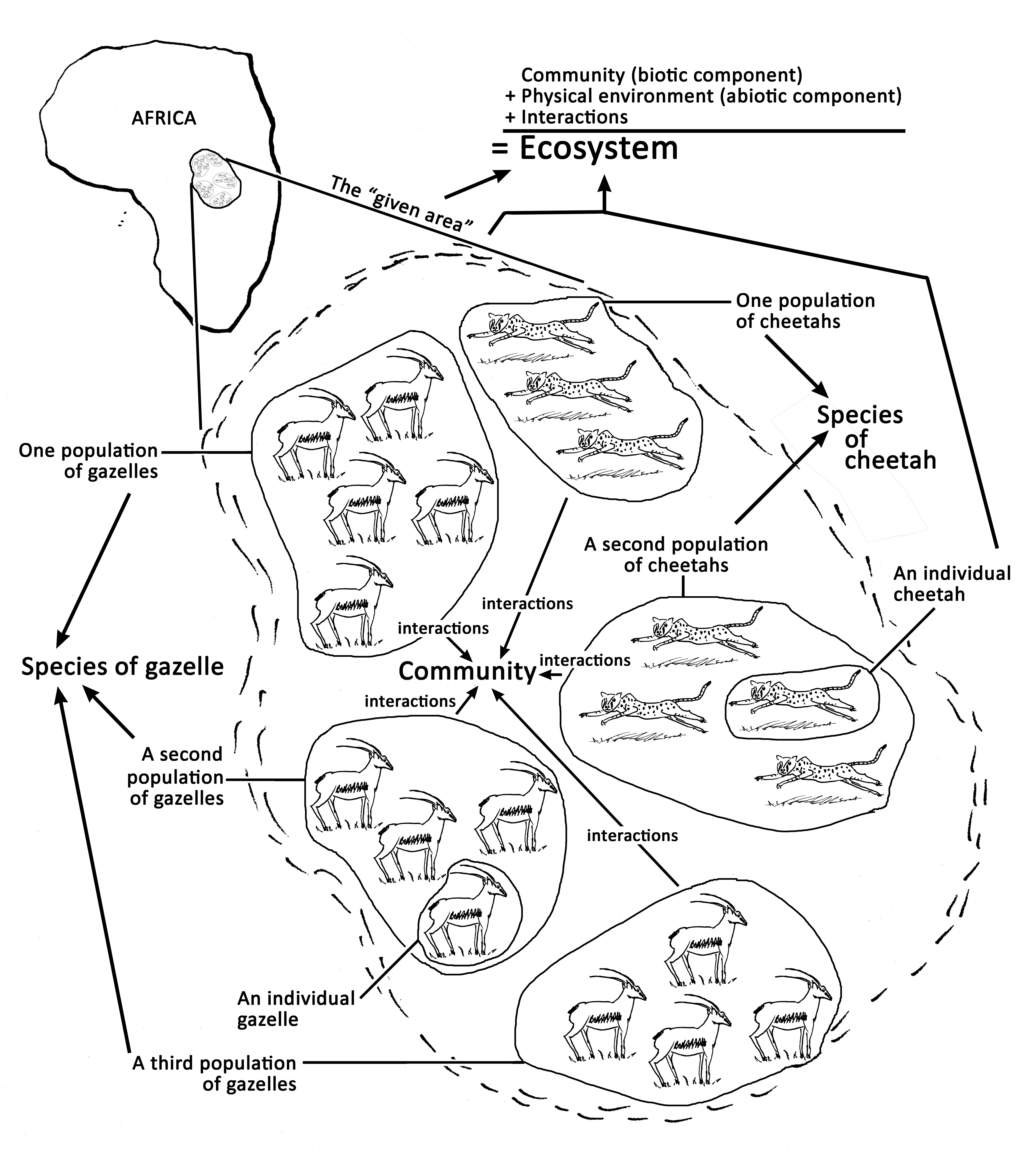 Ecosystem Drawing With Labels at GetDrawings | Free download