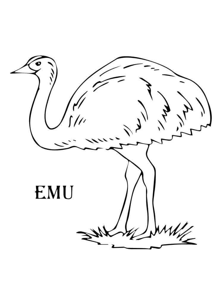 Emu Drawing at GetDrawings | Free download