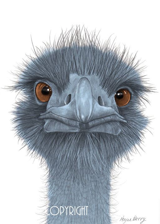 Emu Drawing at GetDrawings | Free download