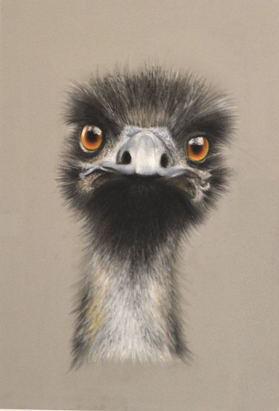 Emu Drawing at GetDrawings Free download