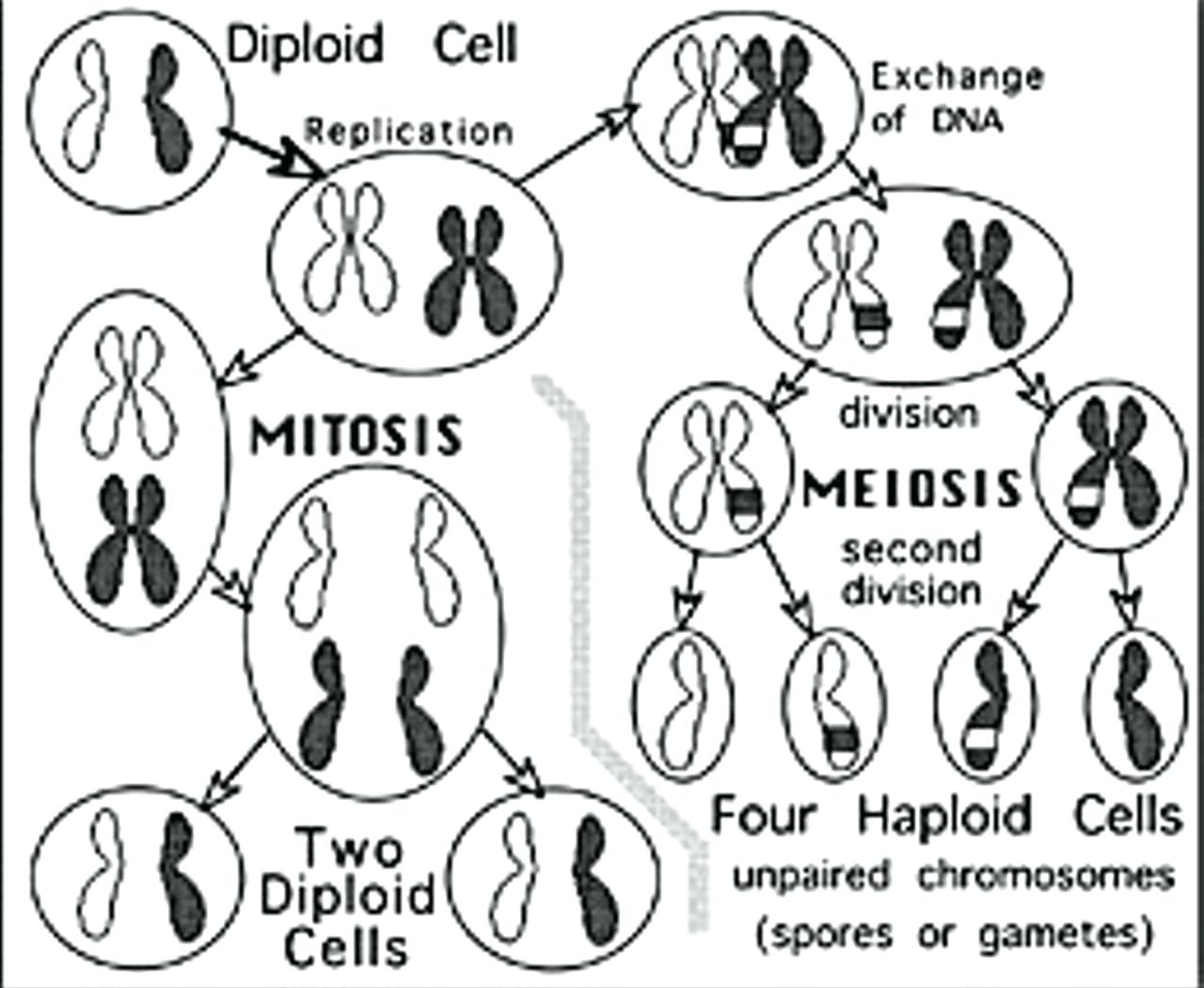 mitosis vs meiosis flip book