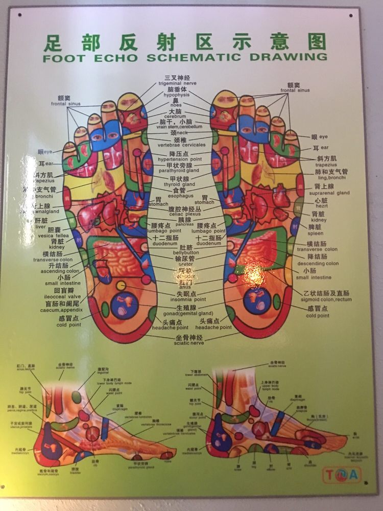 Foot Echo Schematic Drawing at GetDrawings Free download