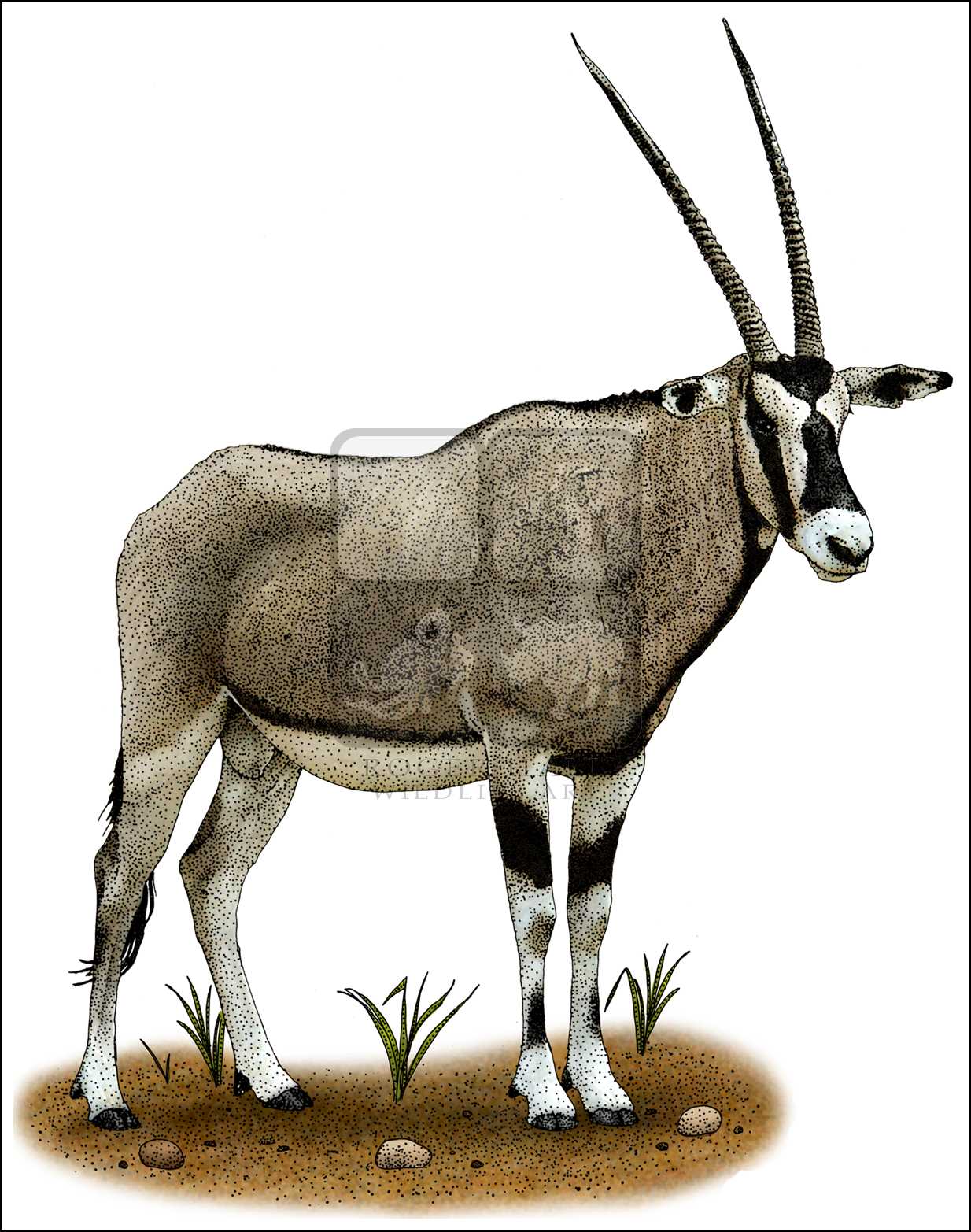 The best free Oryx drawing images. Download from 16 free drawings of