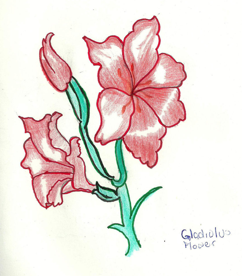 837x954 How To Draw Gladiolus.