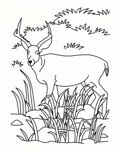 Grassland Drawing at GetDrawings | Free download