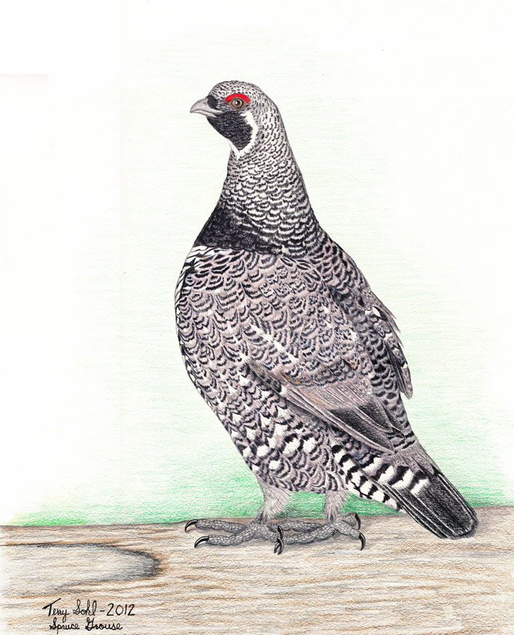 Grouse Drawing at GetDrawings | Free download