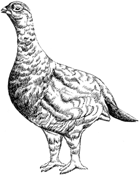 Grouse Drawing at GetDrawings | Free download