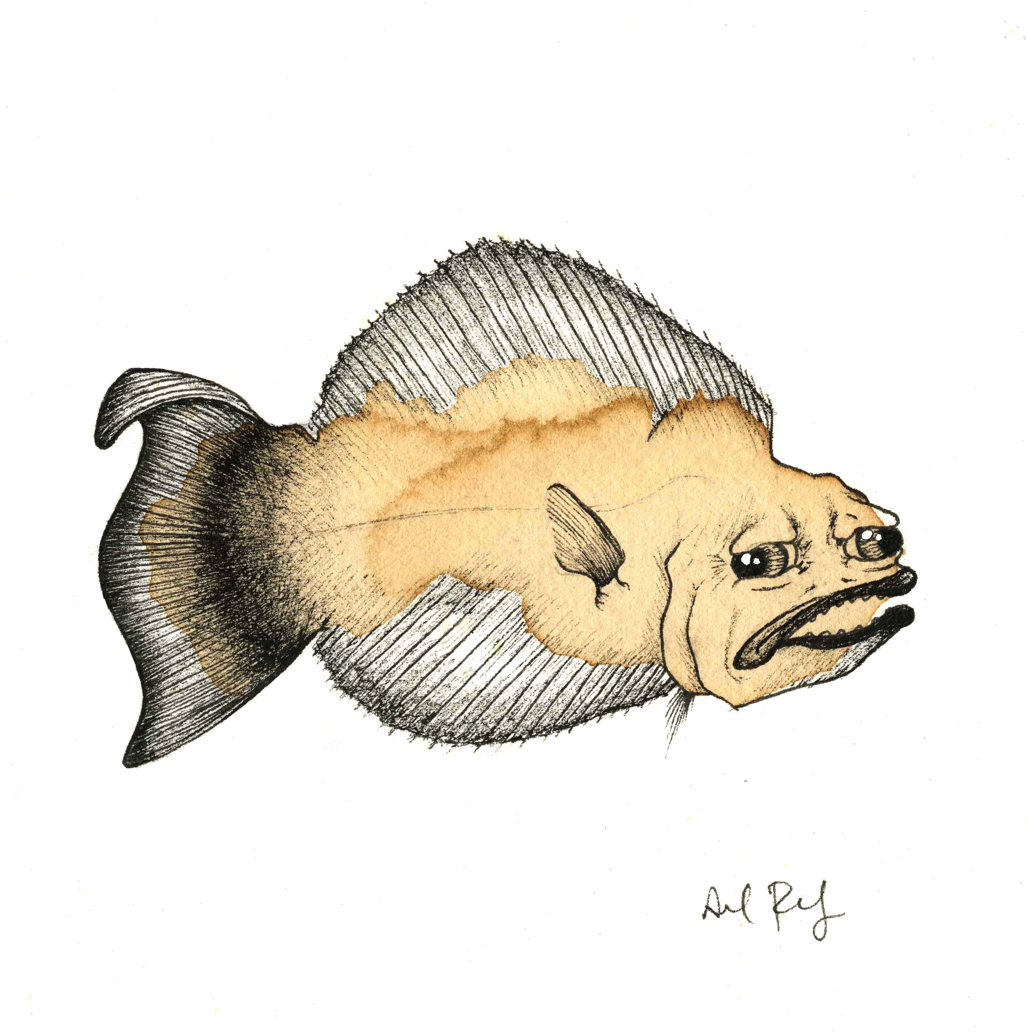 Halibut Drawing at GetDrawings Free download