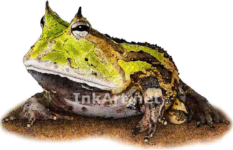 Horned Frog Drawing at GetDrawings Free download