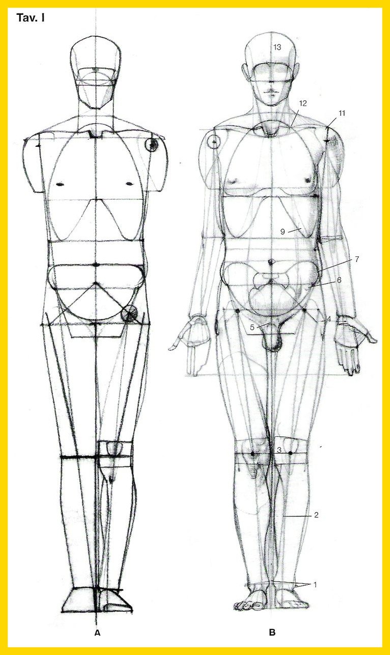 body drawing reference male