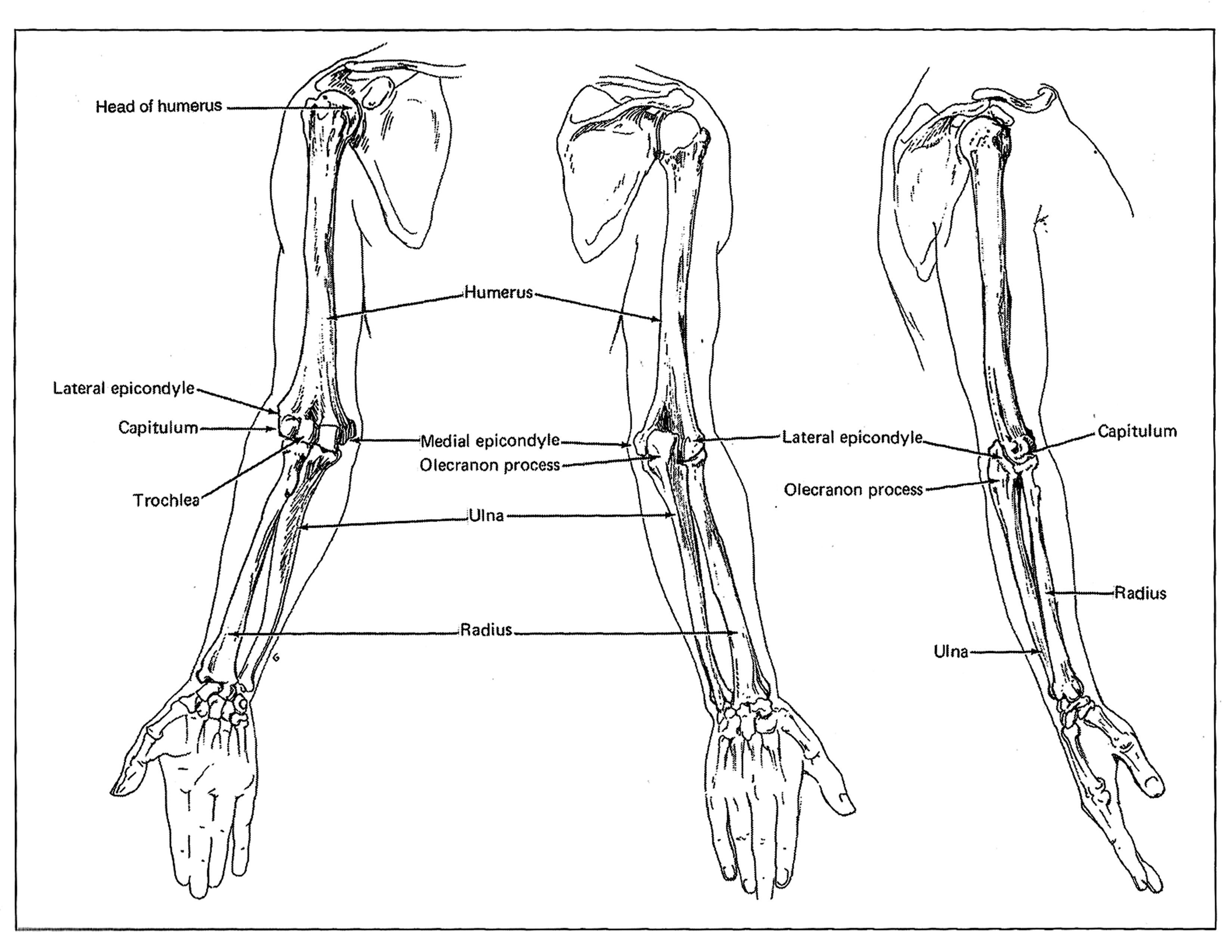 Кости предплечья руки человека анатомия
