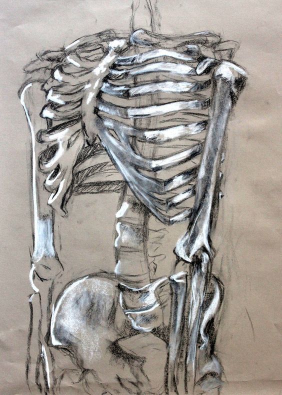 Human Skeleton Drawing Reference at GetDrawings Free download