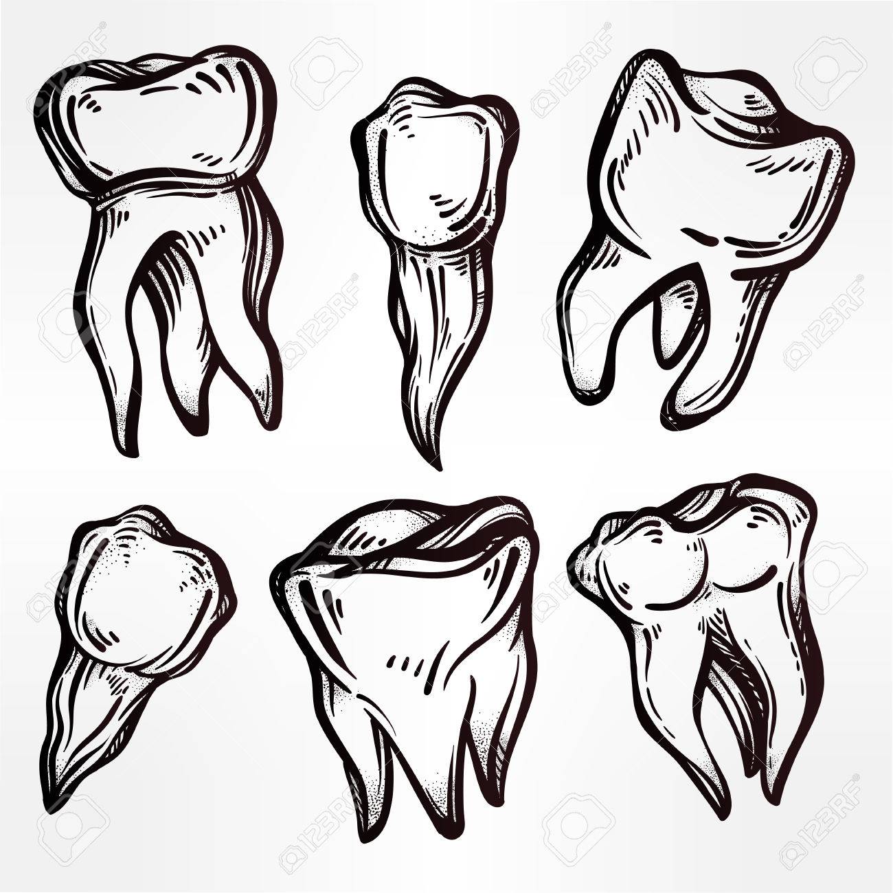 Human Teeth Drawing at GetDrawings | Free download