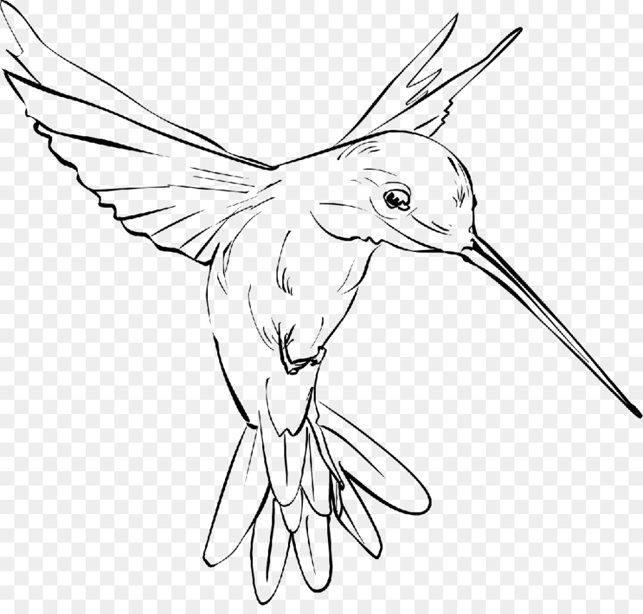Hummingbird Drawing In Pencil at GetDrawings | Free download