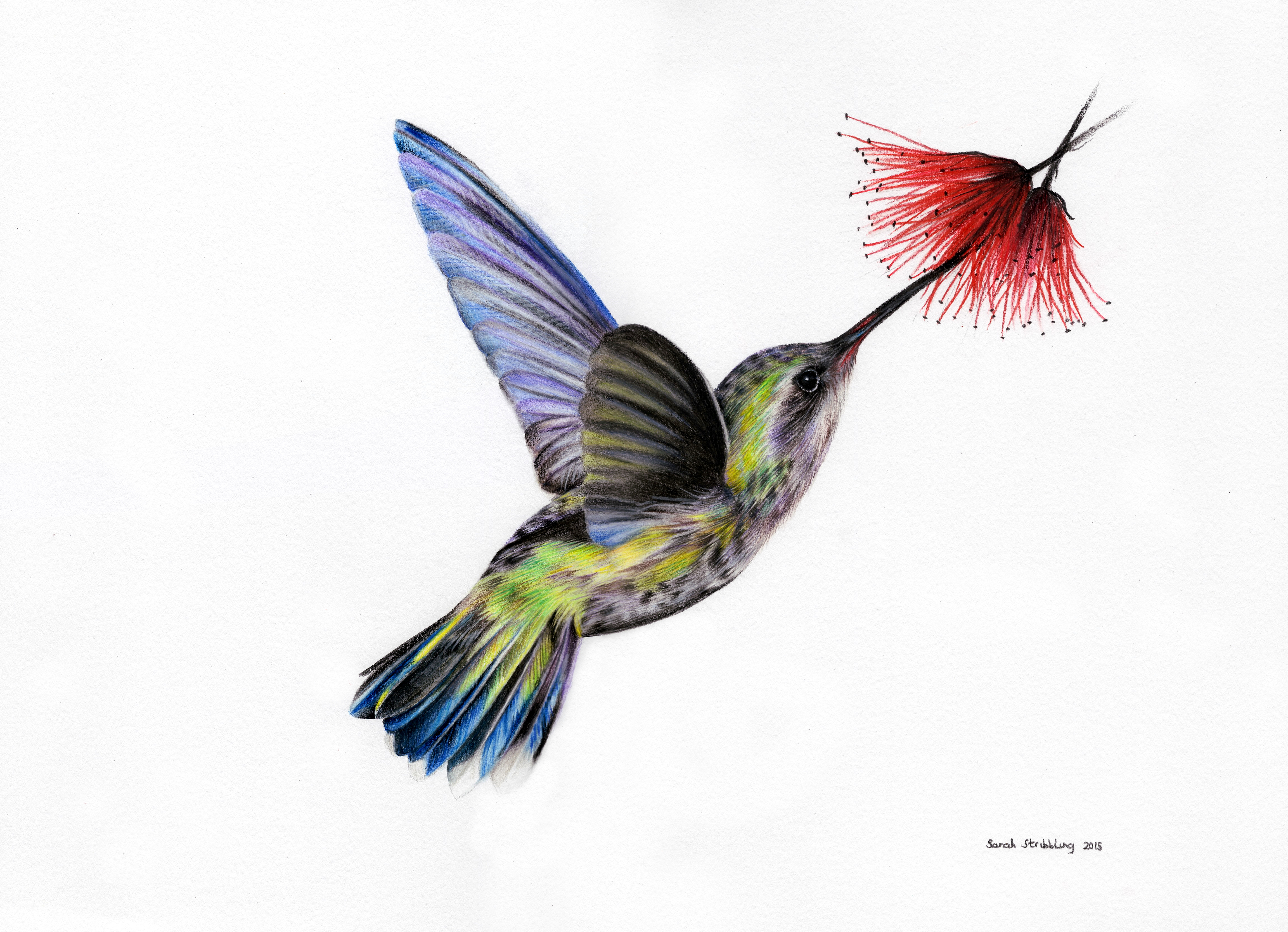 Amazing How To Draw Hummingbird in the world Don t miss out 
