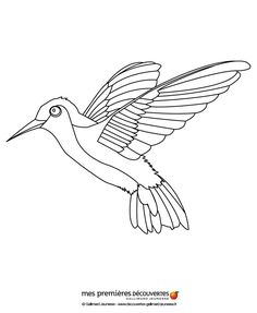 Hummingbird Drawing Outline at GetDrawings | Free download