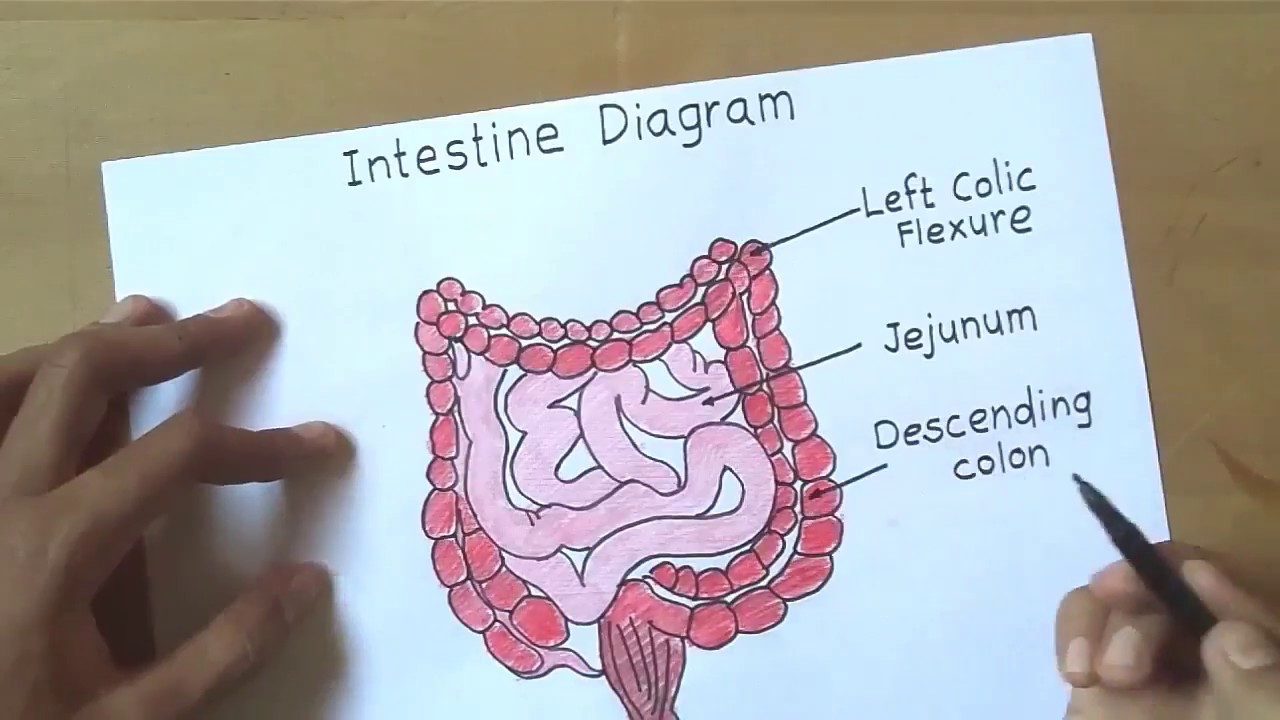 Intestine Drawing at GetDrawings Free download