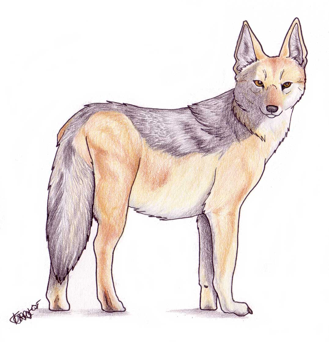 The best free Jackal drawing images. Download from 49 free drawings of