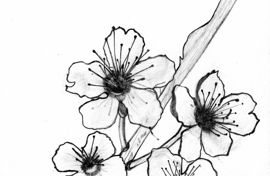 Japanese Cherry Blossom Drawing Black And White at GetDrawings | Free