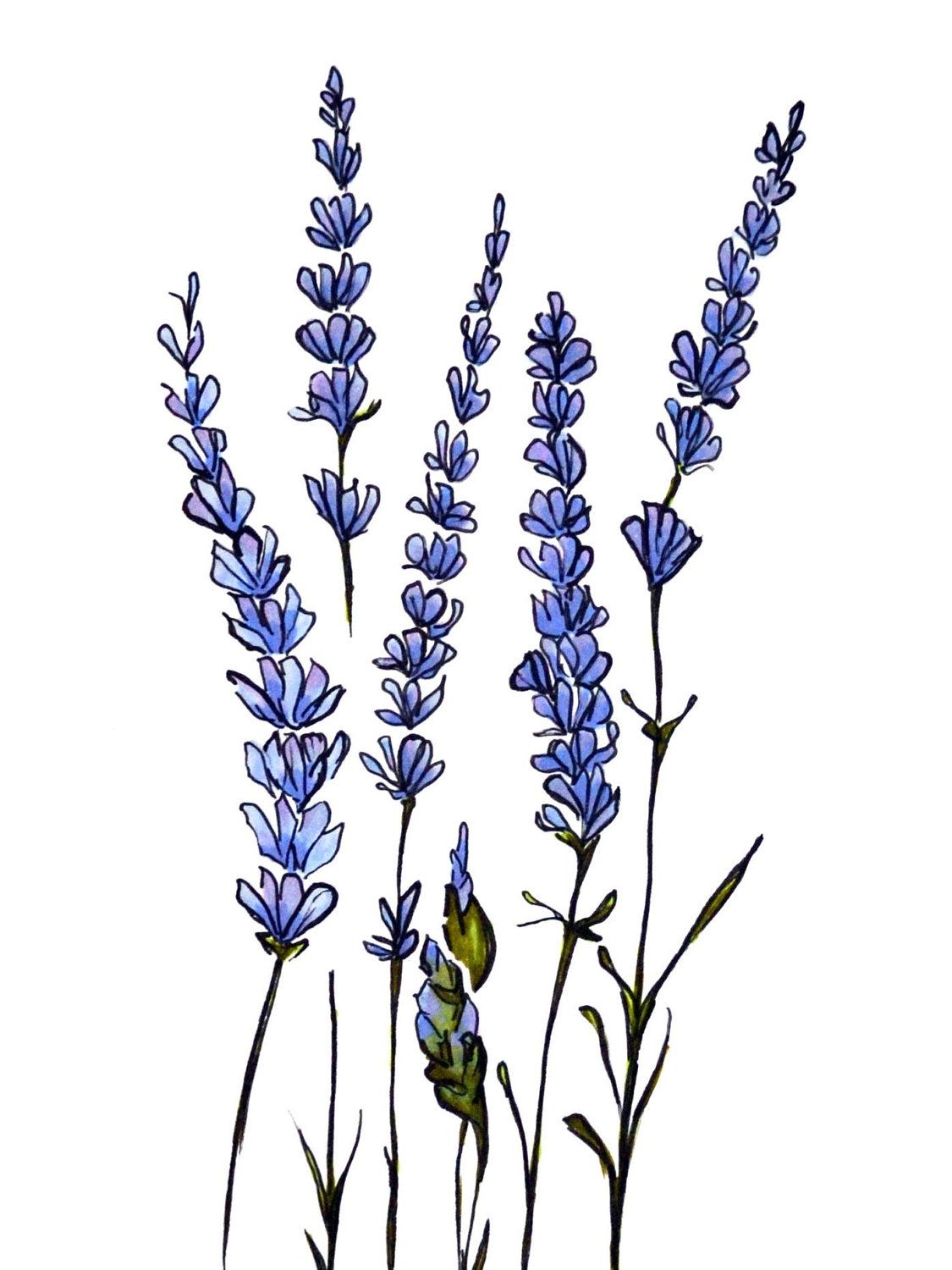 The best free Lavender drawing images. Download from 307 free drawings