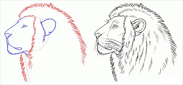 Lion Head Outline Drawing at GetDrawings | Free download