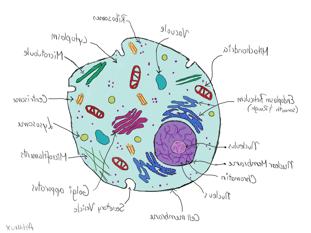 Liver Cell Drawing at GetDrawings | Free download