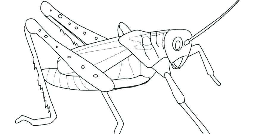 the-best-free-locust-drawing-images-download-from-49-free-drawings-of