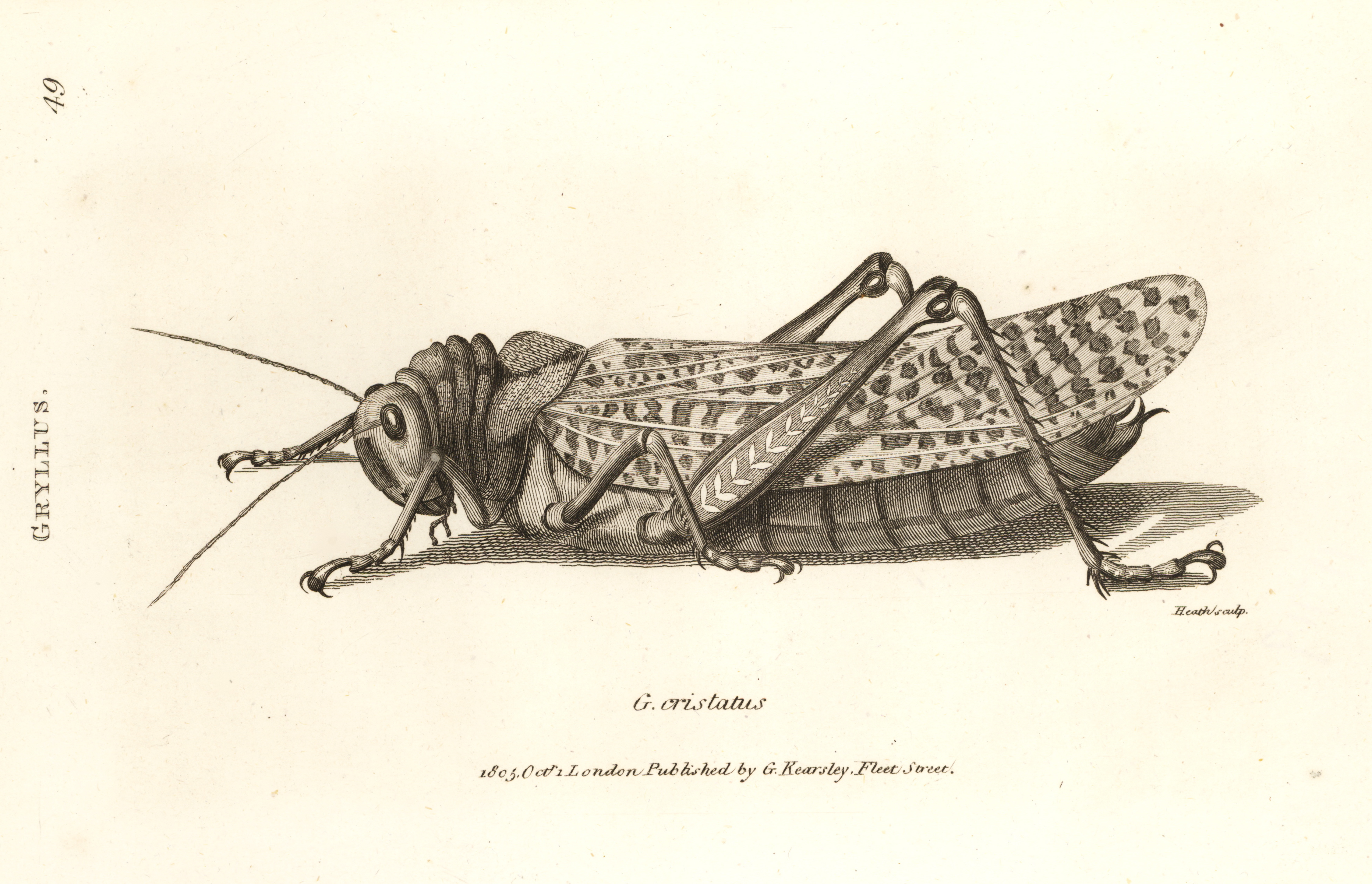 Locust Drawing at GetDrawings Free download