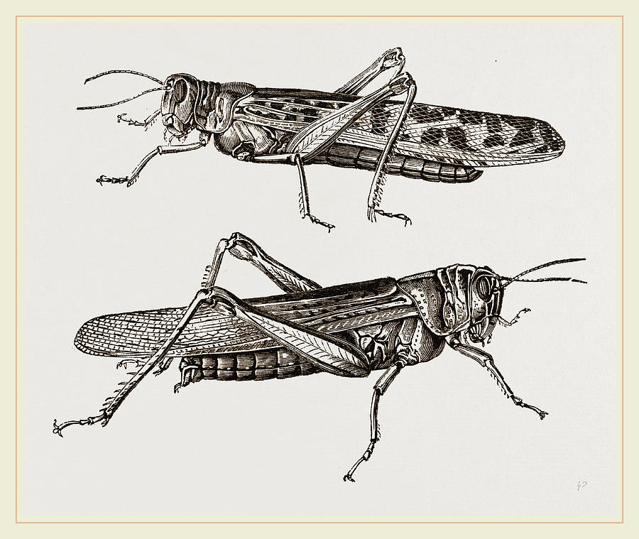 Locust Drawing at GetDrawings Free download