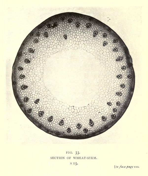 Microscope Drawing Circles at GetDrawings | Free download