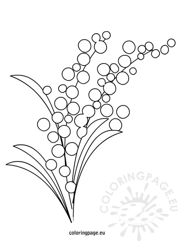 Mimosa Drawing at GetDrawings | Free download