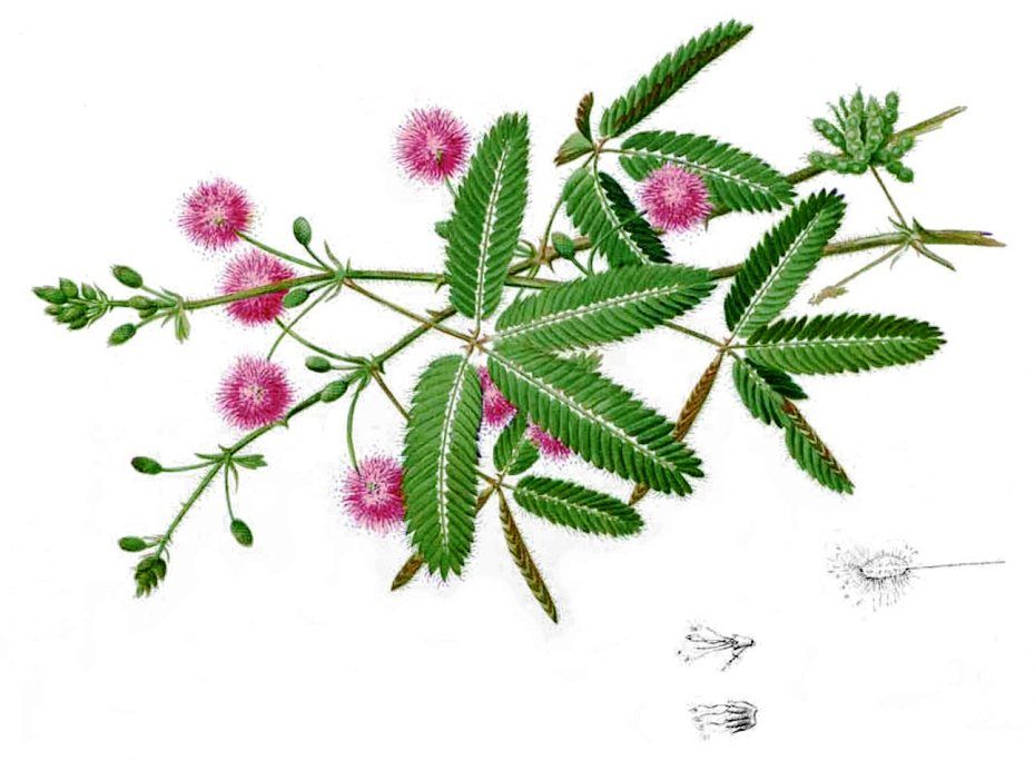 Mimosa Drawing at GetDrawings Free download