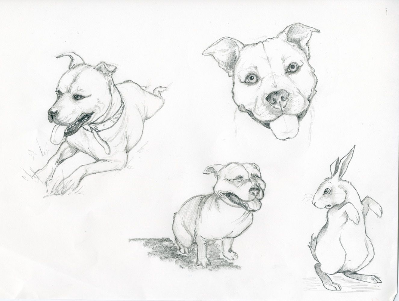 Зарисовки животных карандашом