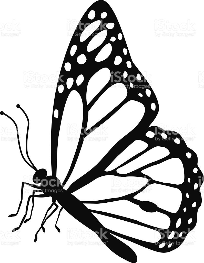 Monarch Butterfly Drawing Side at GetDrawings | Free download