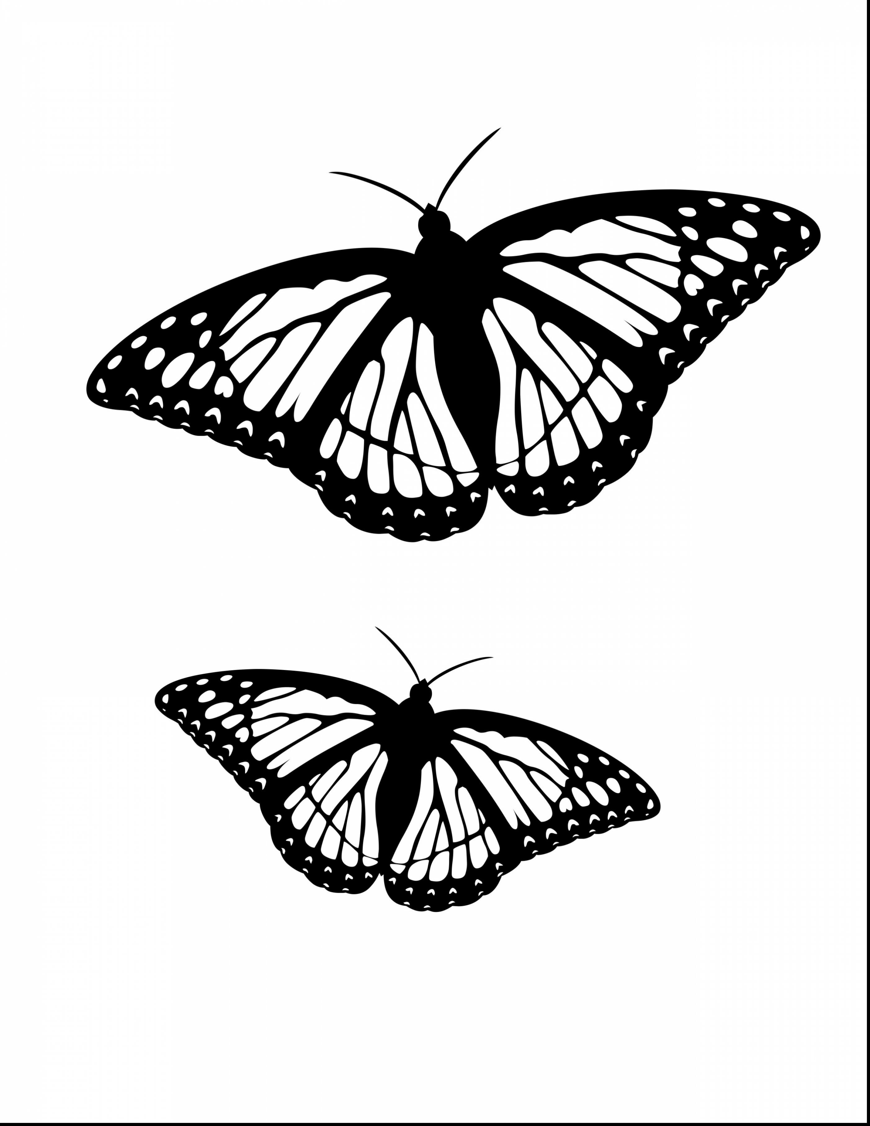 Monarch Butterfly Drawing Side at GetDrawings | Free download