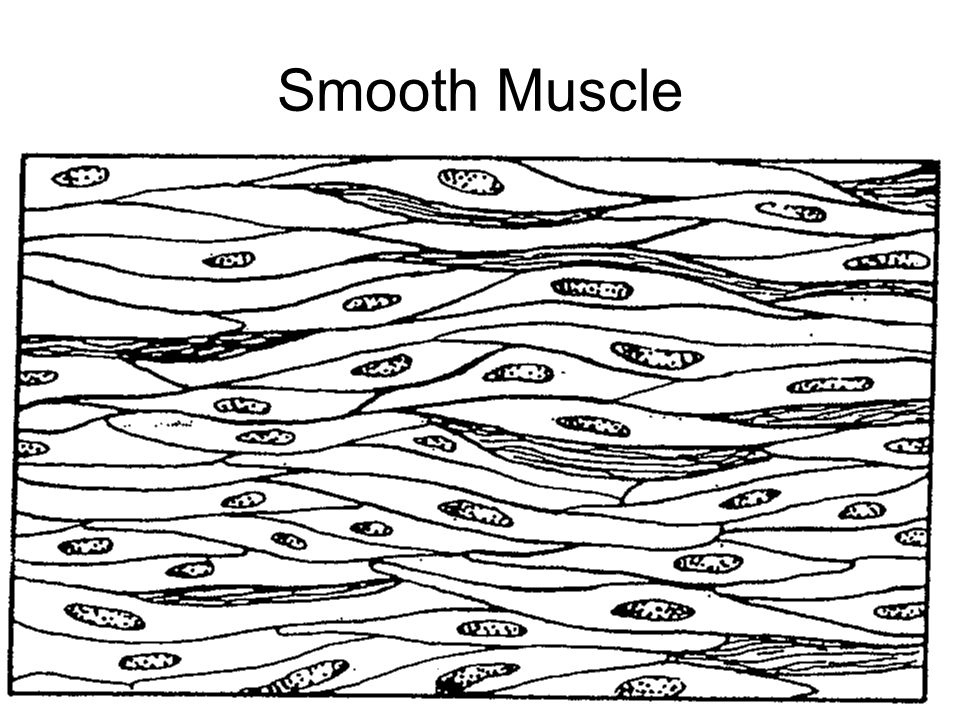 Smooth Muscle Diagram Drawing Smooth Muscle Structure Function