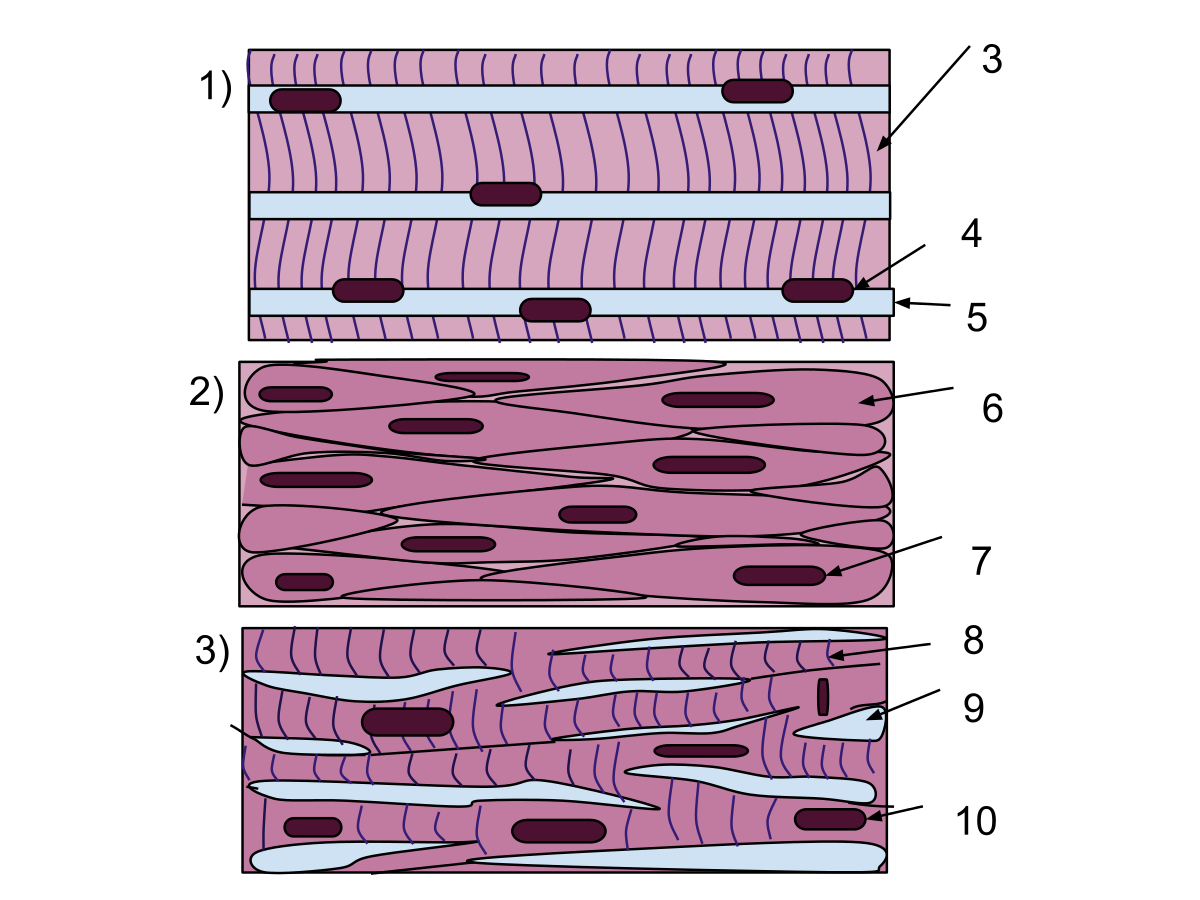 Muscle Tissue Drawing at GetDrawings Free download