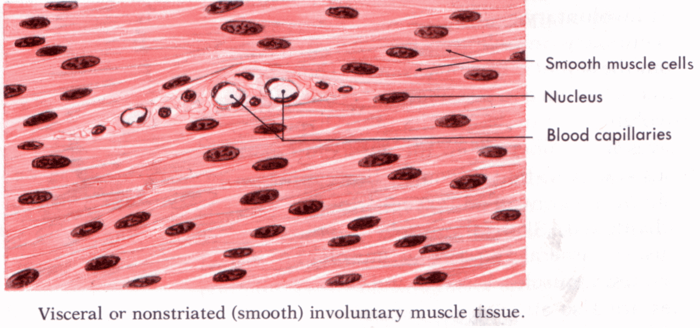 Smooth Muscle Tissue Diagram Drawing ezildaricci