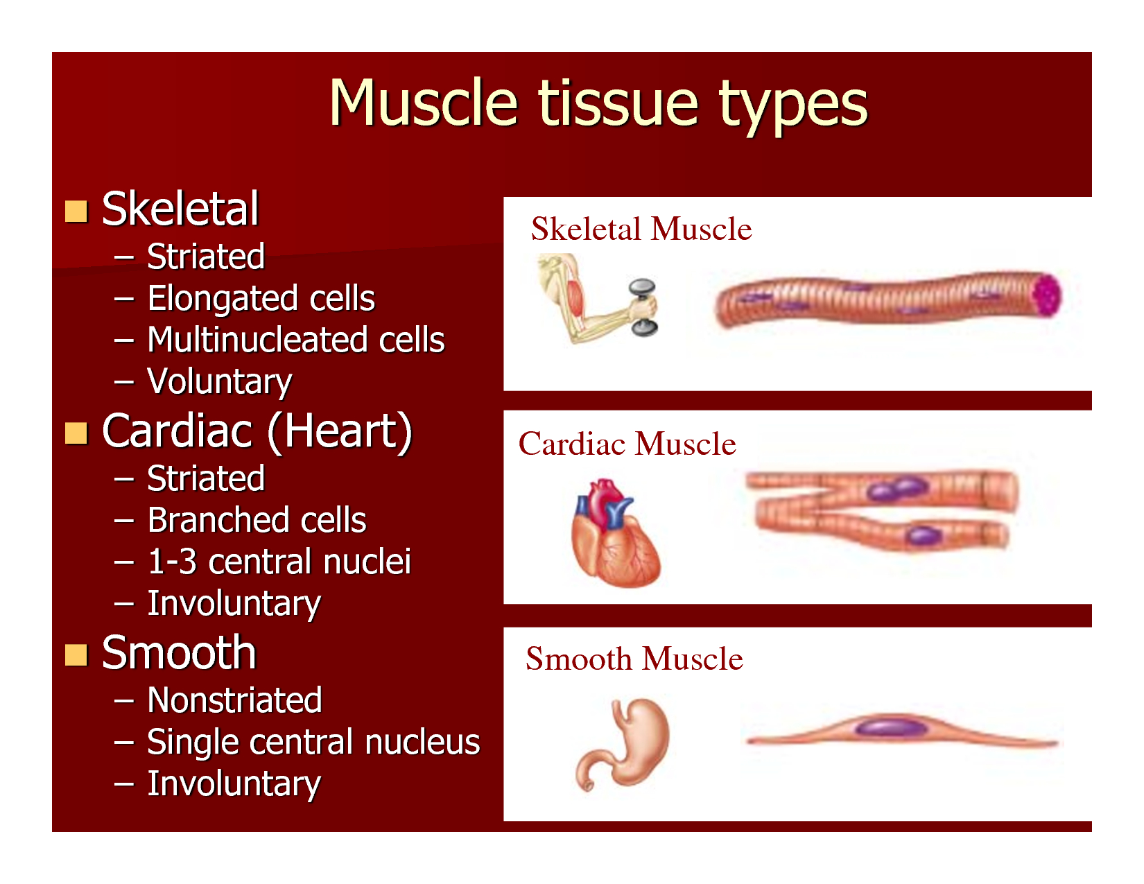 the-best-free-tissue-drawing-images-download-from-175-free-drawings-of