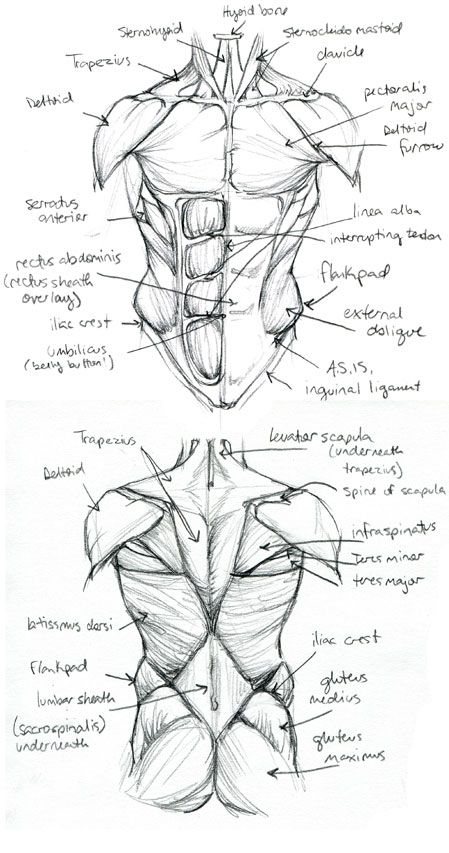 Muscle Tissue Drawing At GetDrawings | Free Download