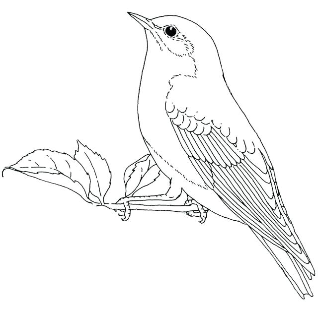 Nightingale Drawing at GetDrawings | Free download