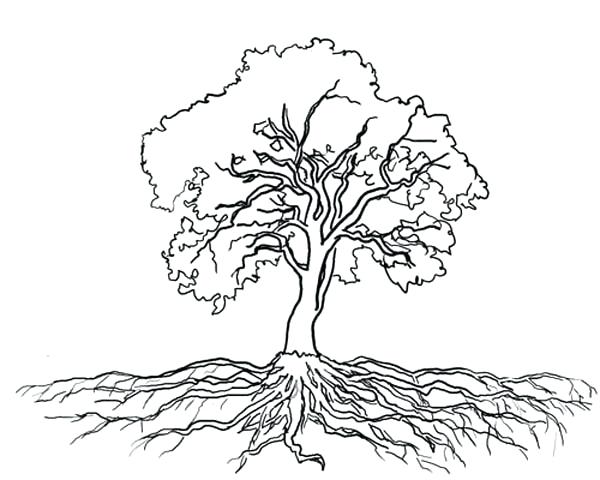 oak-tree-outline-drawing-at-getdrawings-free-download