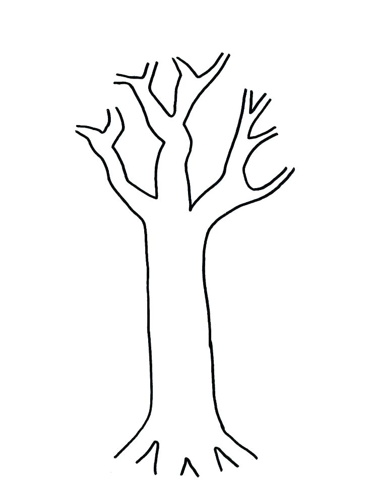 Oak Tree Outline Drawing At Getdrawings 