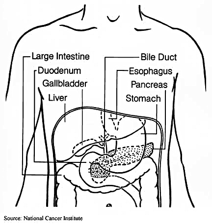 Pancreas Drawing at PaintingValley.com | Explore collection of Pancreas