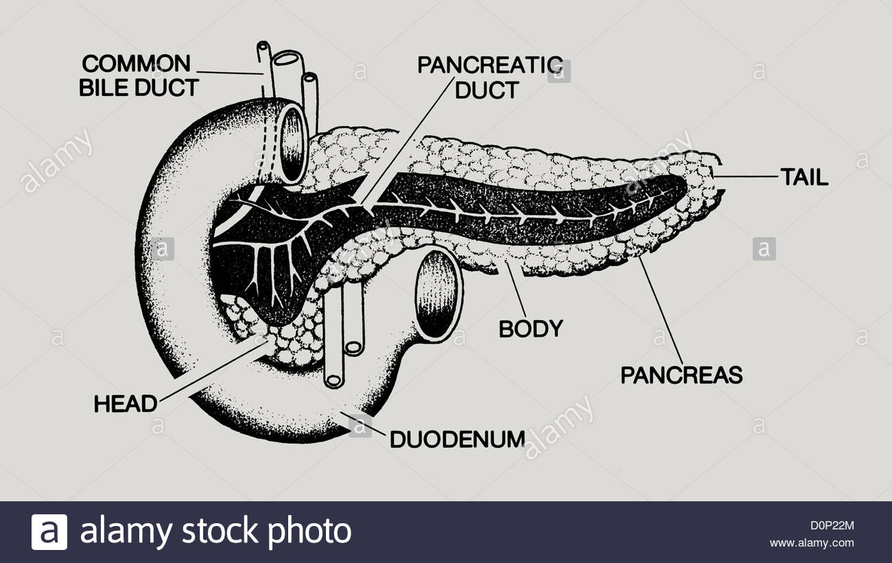 The best free Pancreas drawing images. Download from 33 free drawings