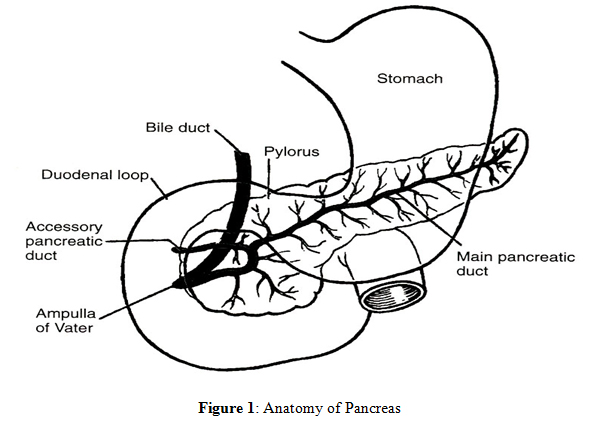 Pancreas Page Coloring Pages