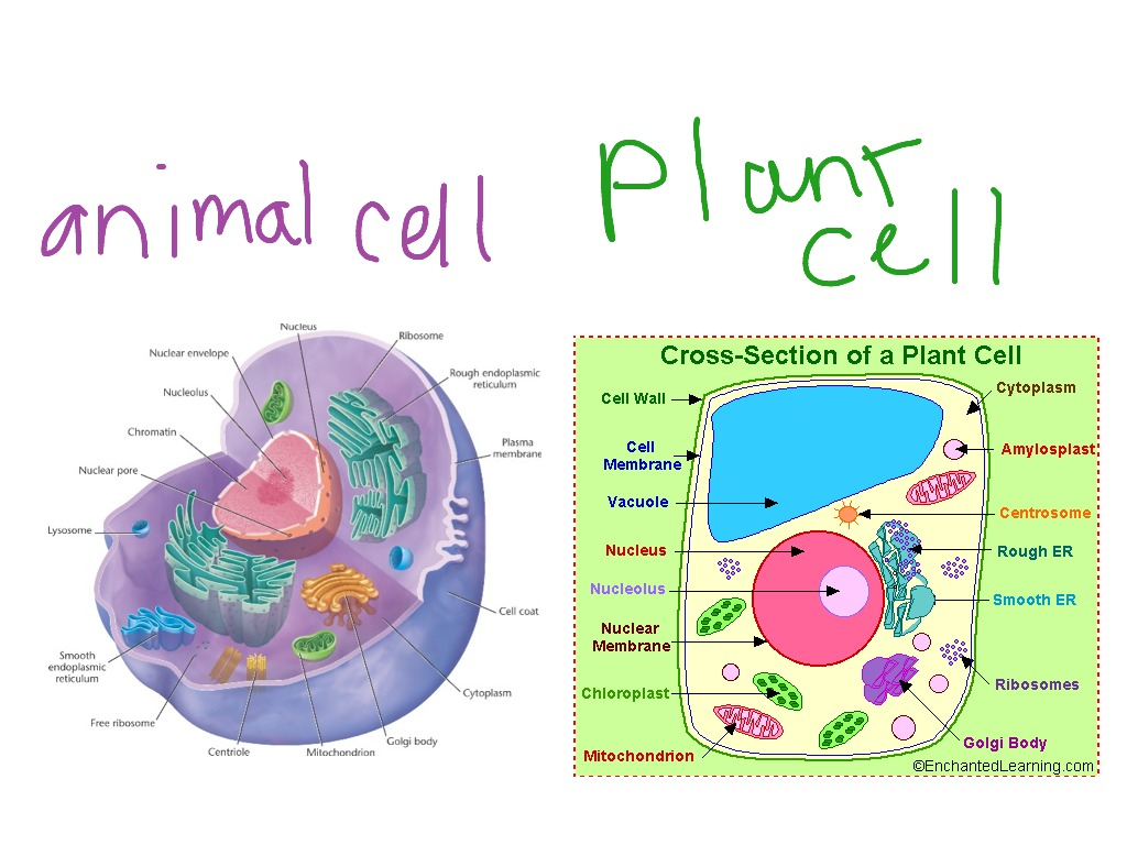 Plant Cell Drawing With Labels At GetDrawings Free Download